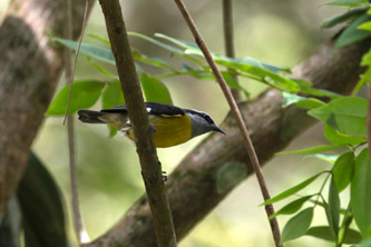 Bananaquit